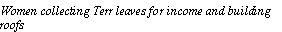 Text Box: Women collecting Terr leaves for income and building roofs